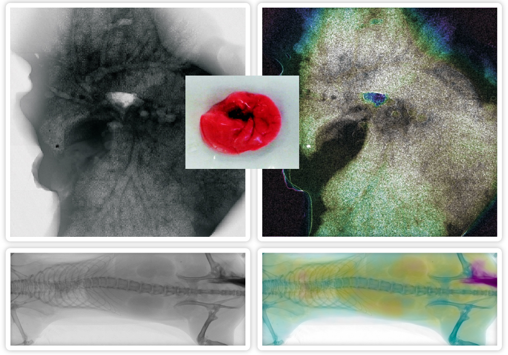 There are two outputs of our single-particle camera. On the left, there's an image showcasing anatomic features: The veins or arteries of mouse lungs clearly. The right image employs a detector to visualize a specific micro-structure: The lung's alveoli, allowing for the observation of their distribution within the organ anatomy. The X-ray imaging system utilized in this study merges a microfocus X-ray tube with a large-area photon counting detector, WidePIX 5X10, having a resolution of 2560 x 1280 pixels with a pitch of 55 µm.