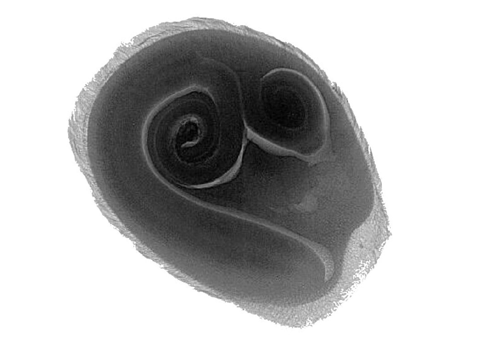 In partnership with Radalytica company, we've implemented a unique robotic X-ray imaging concept that provides 3D computed tomography. A detailed X-ray of the tomato seed shows sprouts as a sign of potential growth. If these sprouts are missing from the seed, a plant cannot grow from that seed. Image taken by the AdvaPIX detector.